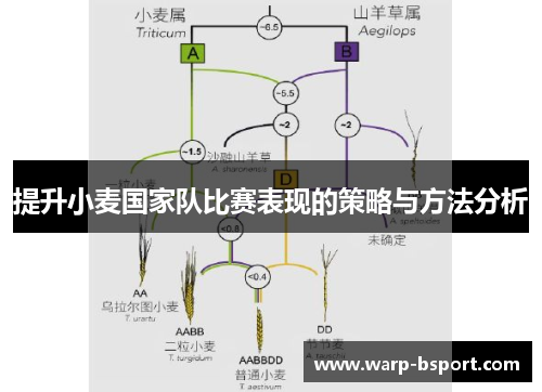 提升小麦国家队比赛表现的策略与方法分析 提升小麦国家队比赛表现的策略与方法分析